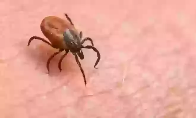 Tackling Ticks
